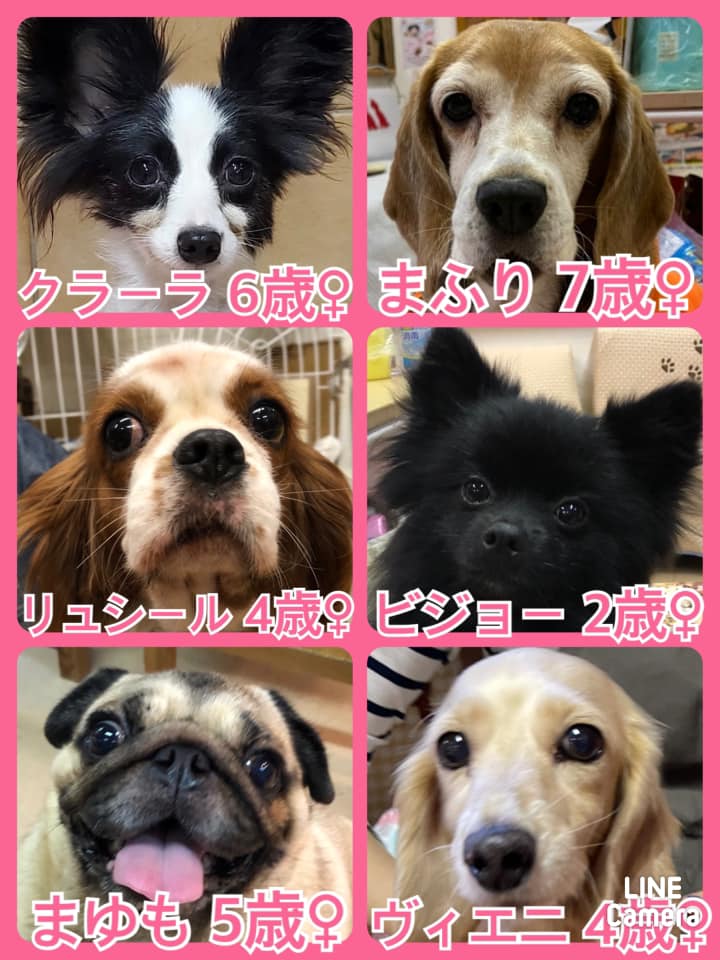 🐾今日の里親様募集中ワンコ🐶メンバーです🐾2021,11,6